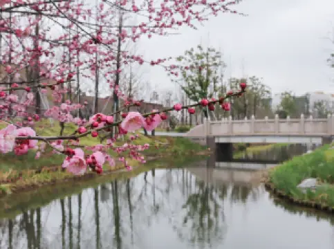 Migliori 50 Fioriture Primaverili a Shanghai