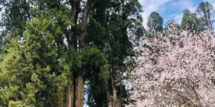 世界柏樹王園林