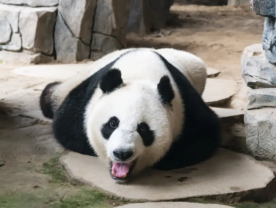 5_Baoding Zoo