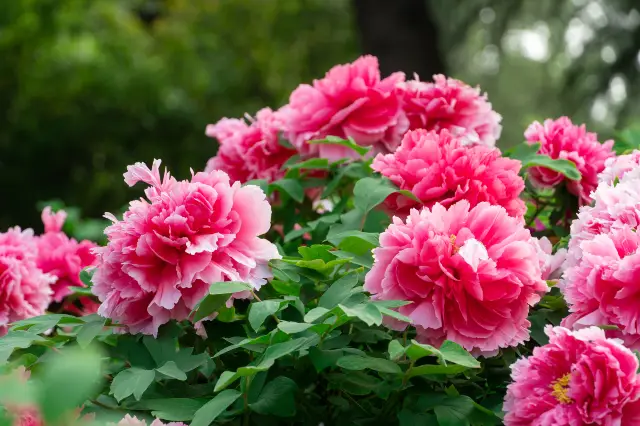 Peony Viewing in Luoyang