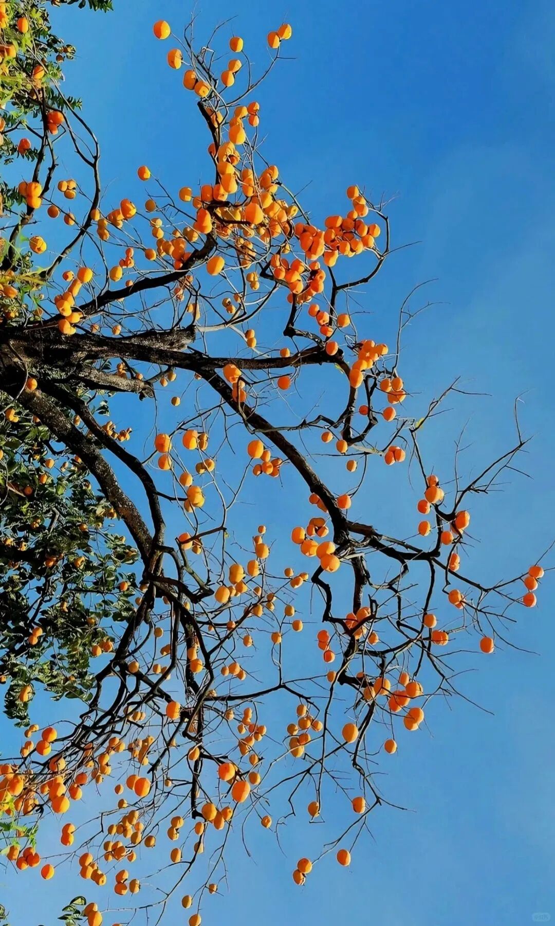 桂林恭城月柿節 | 恭城