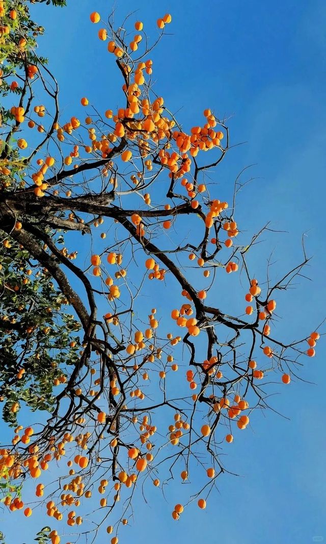 桂林恭城月柿節 | 恭城