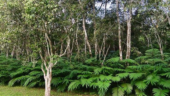 Passion Fruit Garden