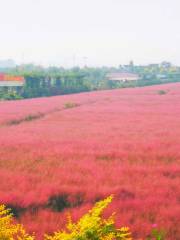 Yangmaogou Huahai Wetland