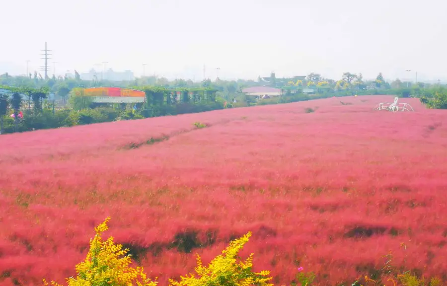 羊毛溝花海濕地