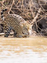 Parque nacional del Pantanal Matogrossense