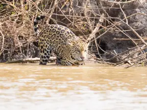 Parco nazionale del Pantanal Matogrossense