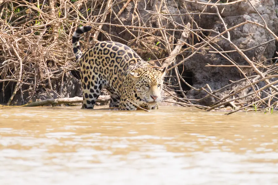 Parque nacional del Pantanal Matogrossense