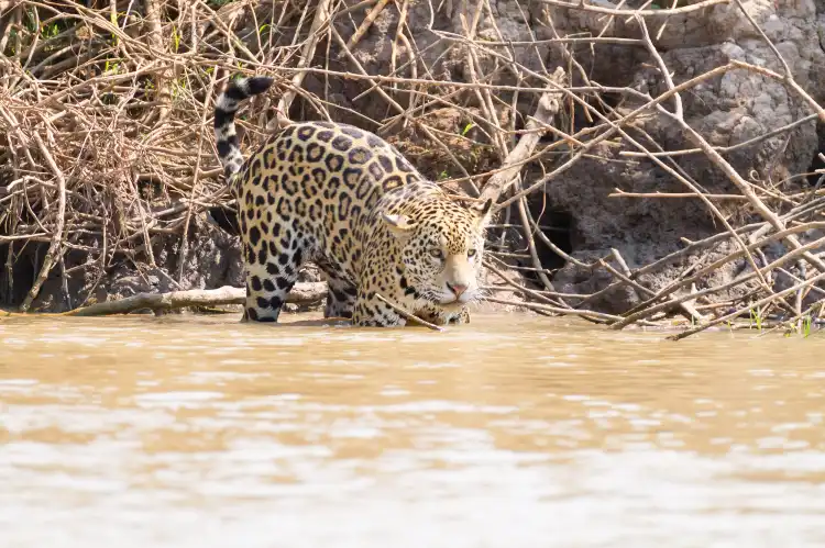 Hotels near Pantanal