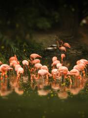 Guangzhou Zoo