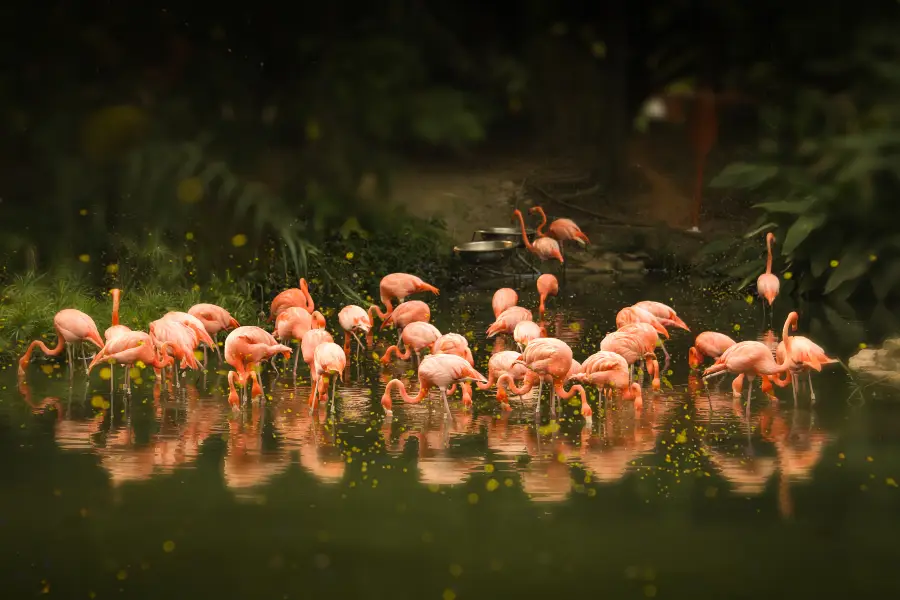 Зоопарк Гуанчжоу