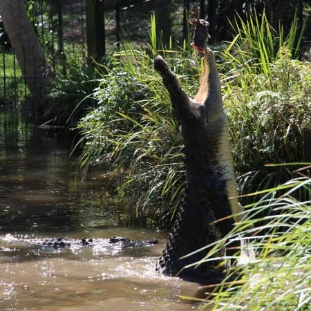 大衛·弗利野生動物園
