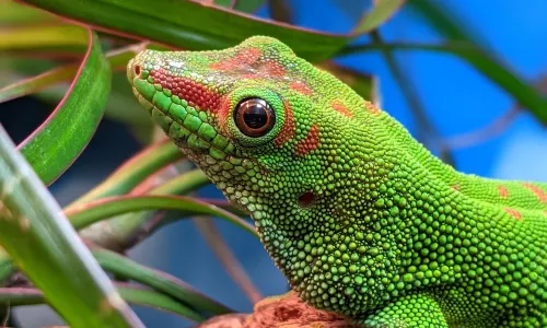 Universeum