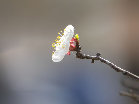 Taipin Sakura Garden, Yongfu Town