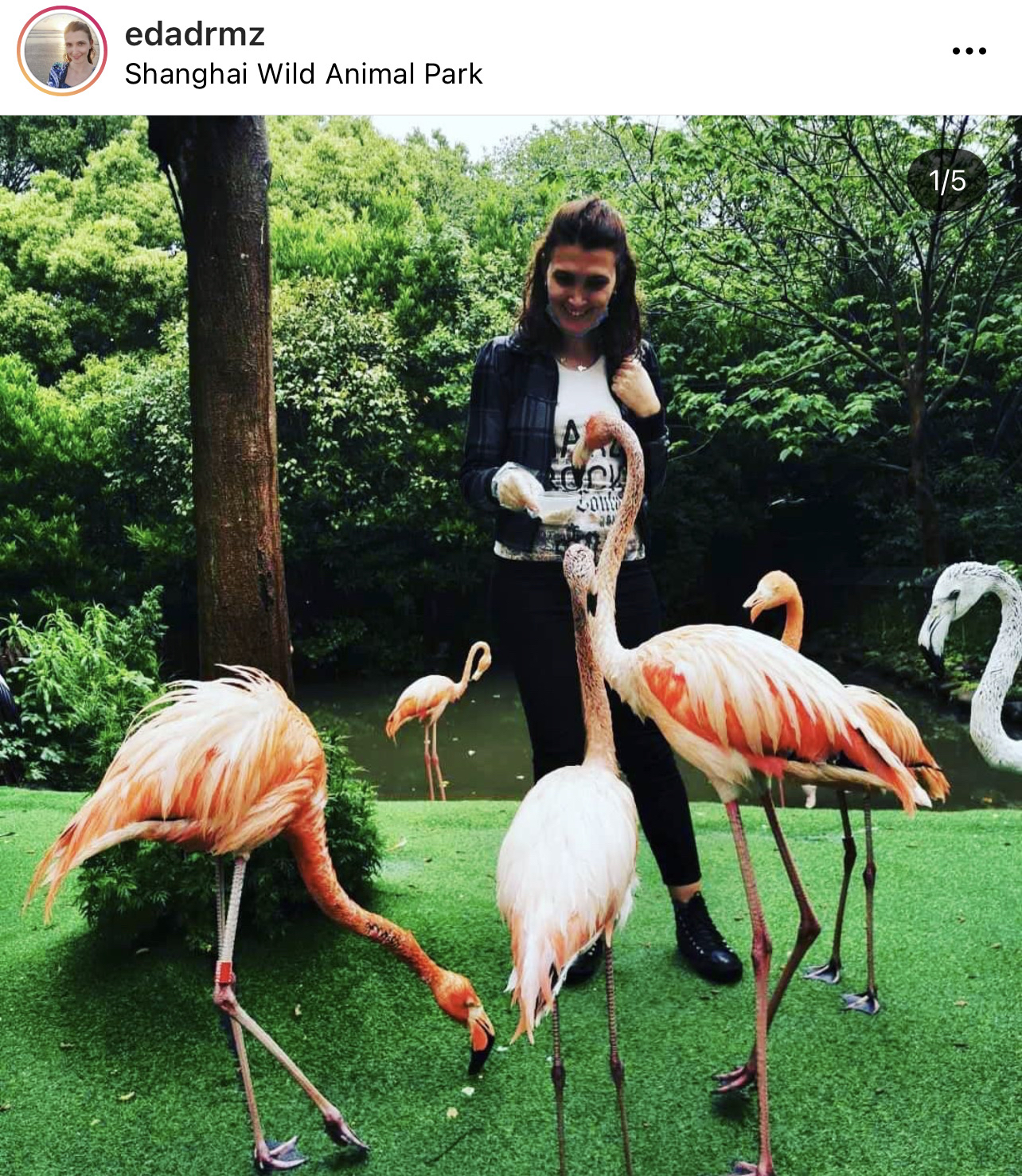 Shanghai Wild Animal Park Travel Guidebook Must Visit Attractions In Shanghai Shanghai Wild Animal Park Nearby Recommendation Trip Com