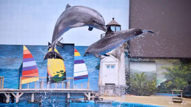 โรงแรมใกล้เทียนจินไฮชางขั้วโลกมหาสมุทรอุทยาน