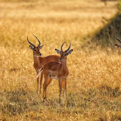 Flights from Zanzibar to Lake Manyara