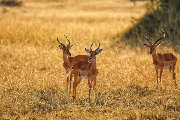 Vé máy bay Hồ Manyara Kilimanjaro