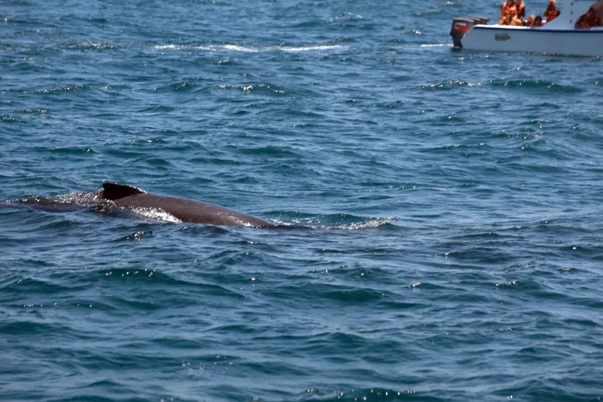 4_Davey's Locker Whale Watching & Sportfishing