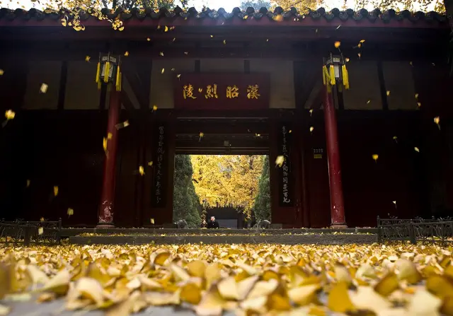 Chengdu Ginkgo Trees