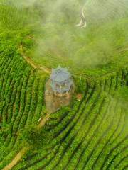 凌雲茶山ピラミッド