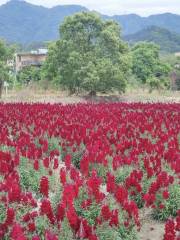 Kongyuan Flower World