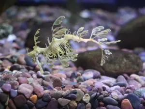 The Dallas World Aquarium