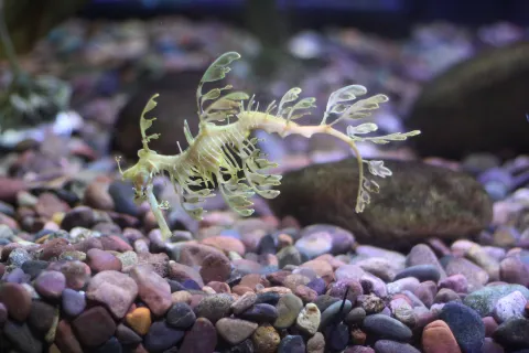 The Dallas World Aquarium