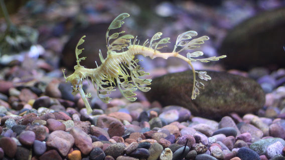 The Dallas World Aquarium