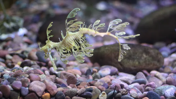 The Dallas World Aquarium