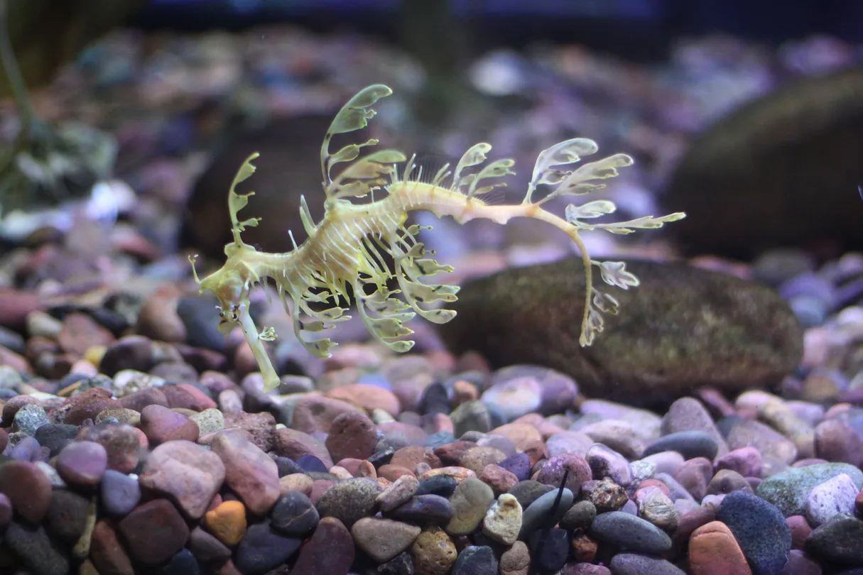 1_The Dallas World Aquarium