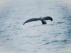 Bar Harbor Whale Watch Co