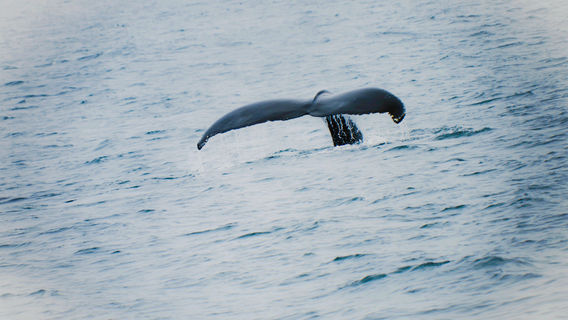Bar Harbor Whale Watch Co