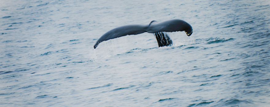 Bar Harbor Whale Watch Co