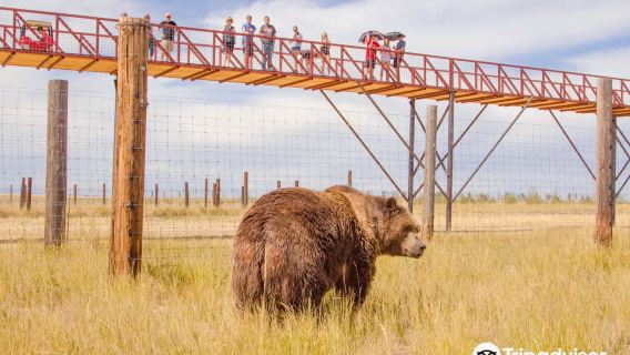 The Wild Animal Sanctuary