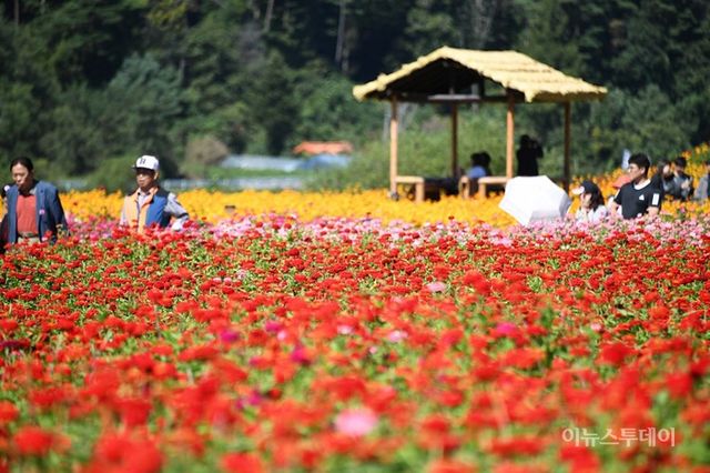 平昌百日草節 | 平昌郡