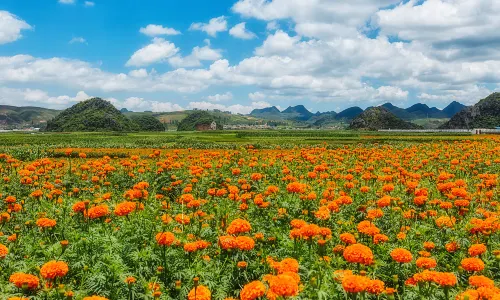 Chrysanthemum Viewing in Kunming