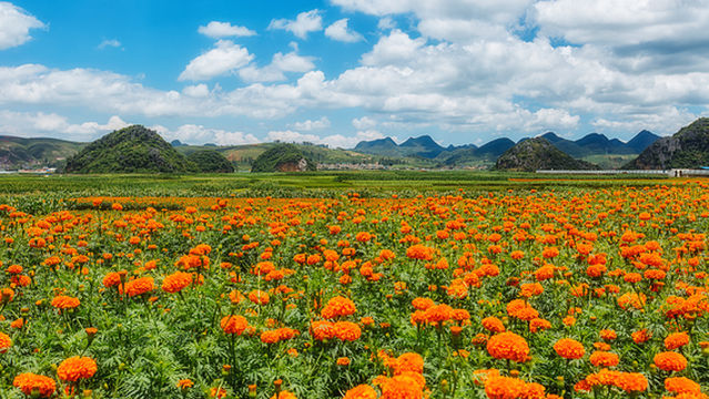 Chrysanthemum Viewing in Kunming