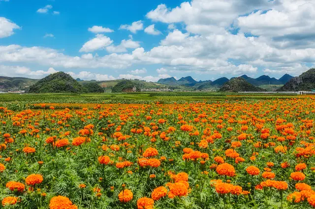 การชมดอกเบญจมาศที่คุนหมิง