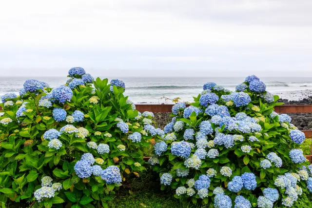 Hydrangea Viewing on Jeju Island