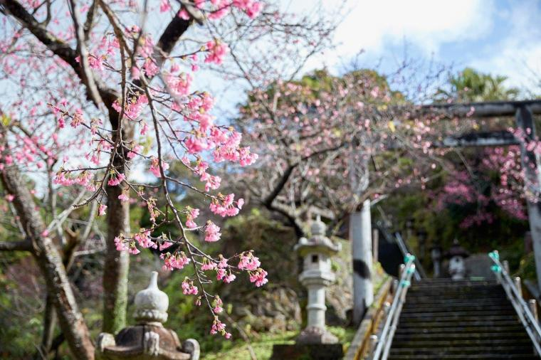名護櫻花祭 | 名護