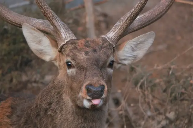 Feeding Sika Deer in Dalian