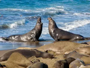 Piedras Blancas Elephant Seal Rookery
