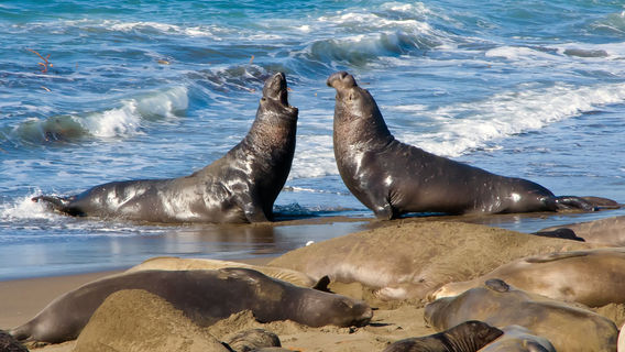 Piedras Blancas Elephant Seal Rookery