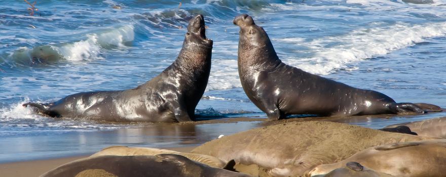 Piedras Blancas Elephant Seal Rookery