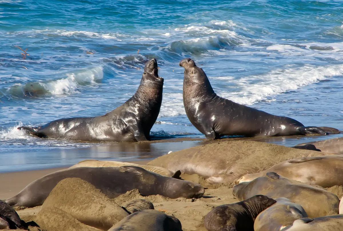 Elephant Seal Vista Point