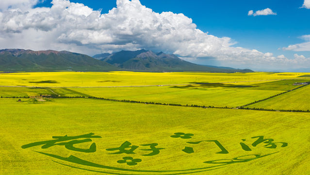 Rapeseed Flower Viewing in Menyuan
