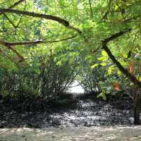 Bounty of mangrove