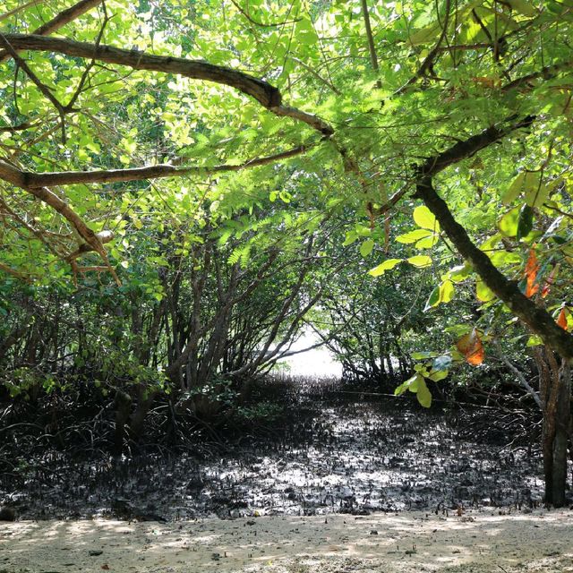 Bounty of mangrove