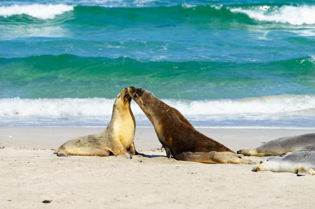 Seal Bay